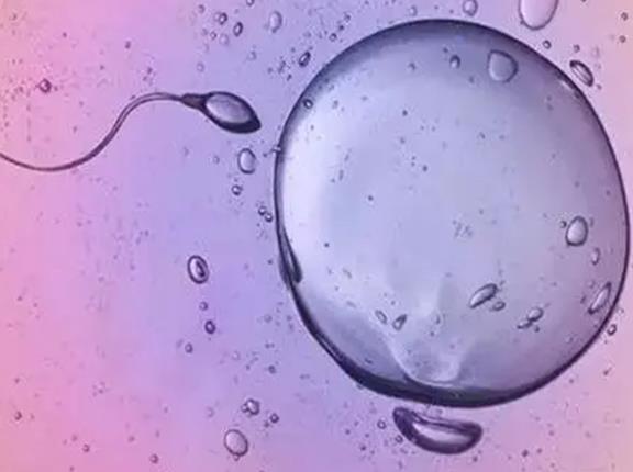 输卵管只有一个能做试管婴儿吗还有没有怀孕的可能