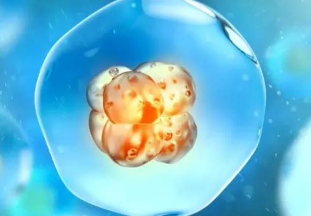 试管移植两个胚胎的原理及注意事项